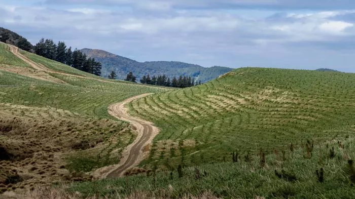 Ikea’s forest chequebook far from closed on NZ soil