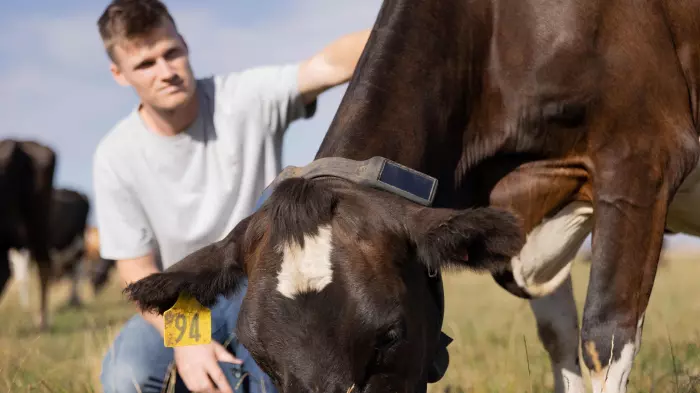 Halter NZ’s revenue drops but gains more local farmers