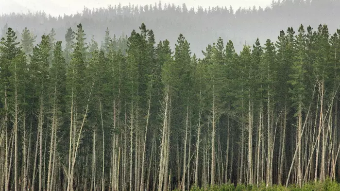 Govt axes 2024 ETS admin fee for forestry