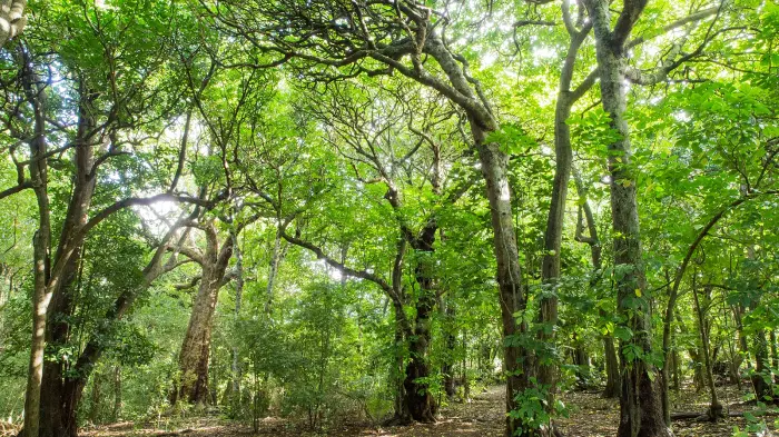 Environment ministry looks at credits market to protect nature