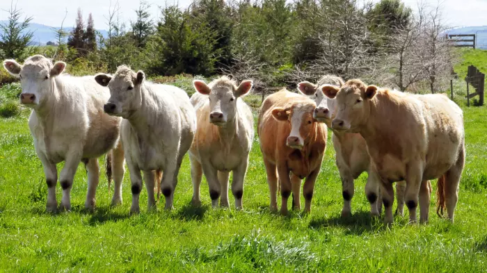 Wake Up Call: Live cattle exports: has its ship sailed?