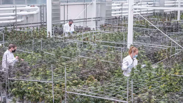 Canadian medical cannabis company eyes NZ for growth