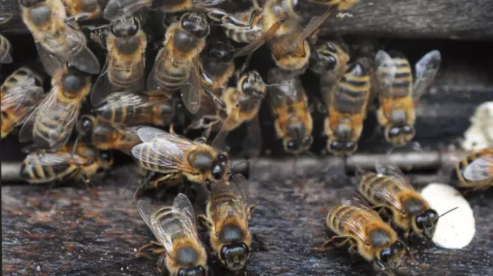 A landmark finding for NZ mānuka honey industry