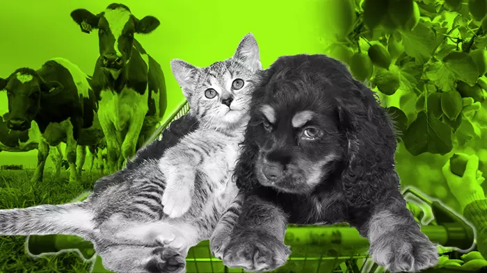 China laps up NZ protein for booming pet economy – at a cost