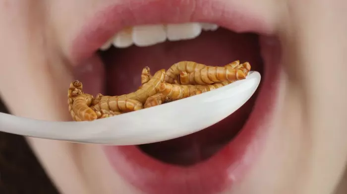 Insect farming may mean we eat more meat, not less