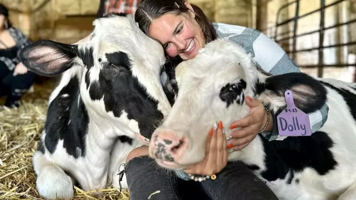 Cow cuddling gives farms boost amid dropping dairy prices
