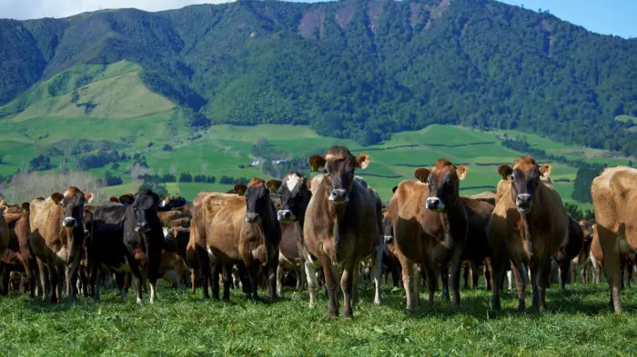 Sexed semen proving popular for LIC