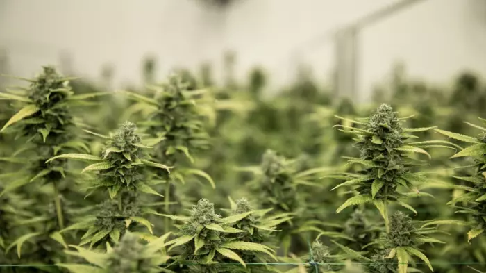 Firm wants to make purchasing cannabis super easy