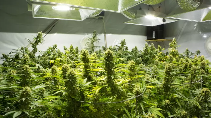Tilray corners NZ  medicinal cannabis market, for now