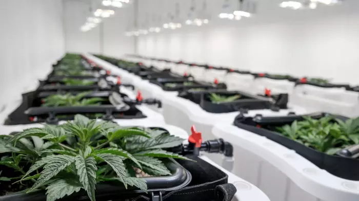 One year on, one approval to sell medicinal cannabis