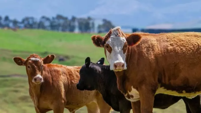 NZ in good shape ahead of UK, Europe FTA talks - meat rep