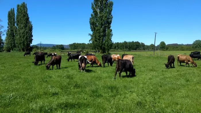 Fonterra still has no plans to sell Chilean business