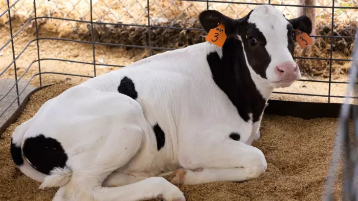 Will this solution make burgers less bad for the planet?