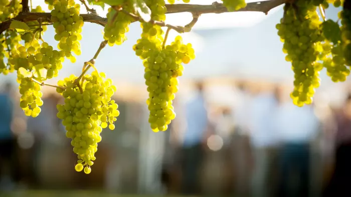 Wine exports fall in February and headwinds remain