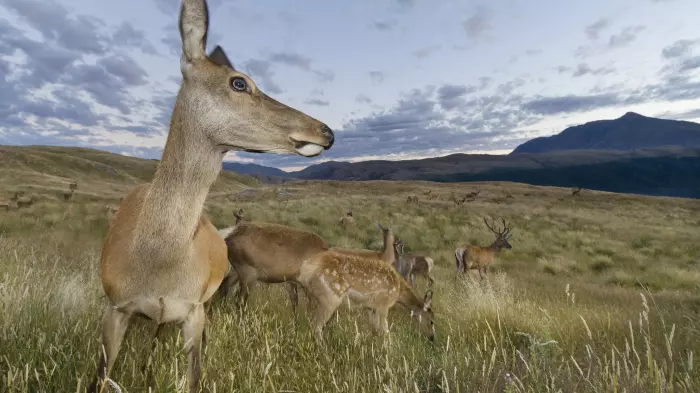 Predator Free 2050 too narrowly focused