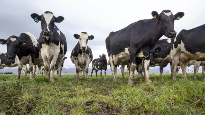 Global dairy prices soar as tight supply boosts demand