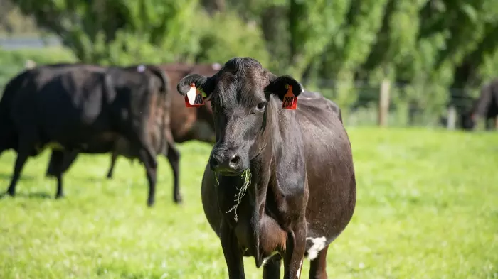 Fed Farmers has 'no proof' of collusion, ANZ says