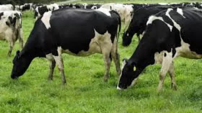 Dairy Holdings stake too good to miss, says Canada's PSP