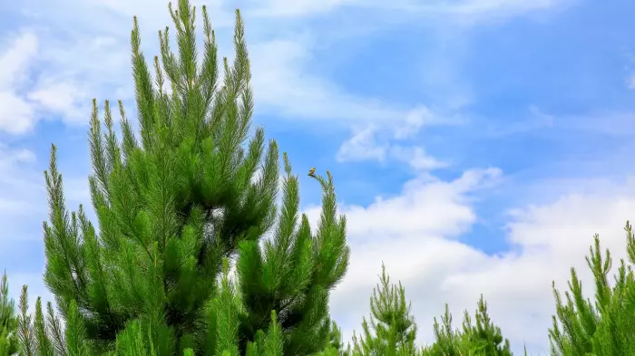 Steady price expected at carbon auction