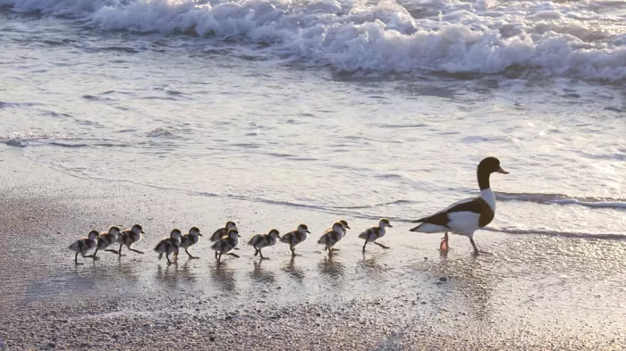 If it walks like a duck ...