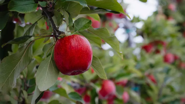 T&G Global’s apple strategy just about to bear fruit