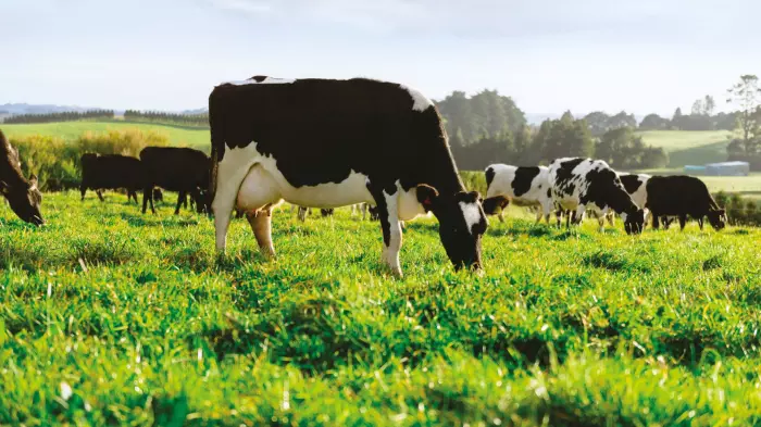 Fonterra's $13 billion milk payout bump