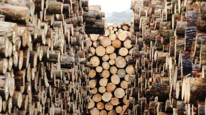Forestry company in liquidation
