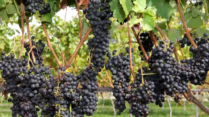 Tough season for Terra Vitae Vineyards