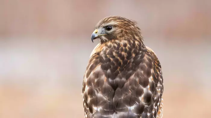 Cuts done, RBNZ hike watch begins