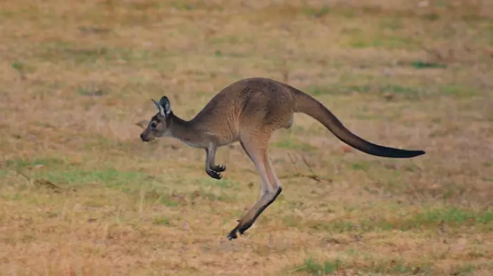 Australian sharemarket bounces back