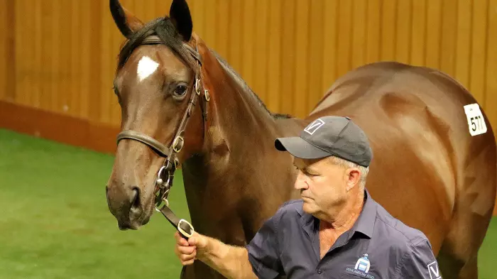 Karaka yearling sale is back – properly