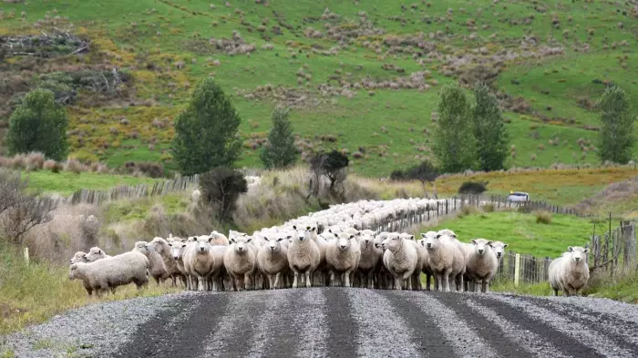 Pāmu backing Alliance Group’s capital raise