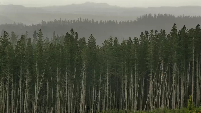 Bioenergy policy points to obstacles to reach scale