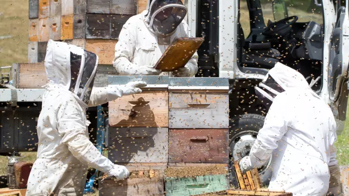 NZ honey industry up against the worst pest in the world