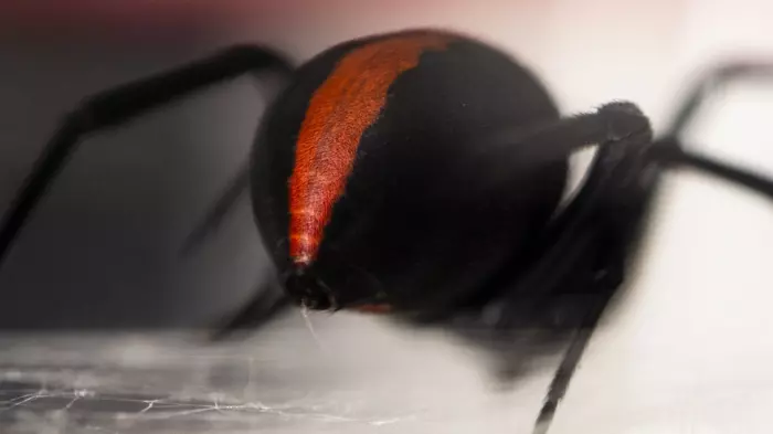 Plant and Food's $4m war chest for biocontrol research