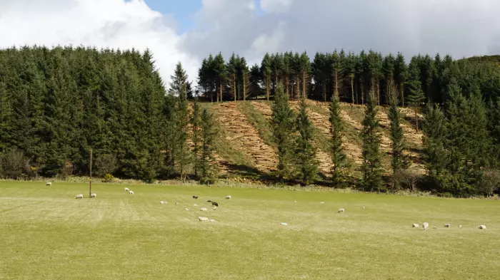 Turf war: Sheep vs forestry