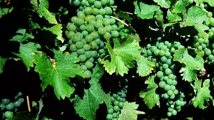 Winely goes into liquidation owing $2.2m