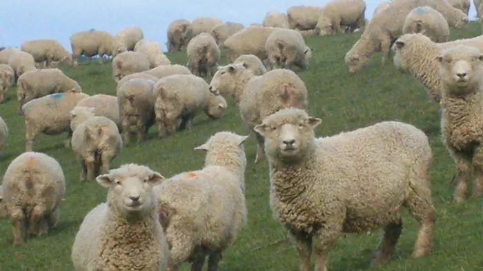 $10.4m project aims for wool industry revival