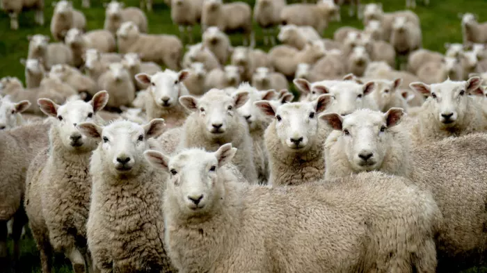 Two sheep health products banned in NZ