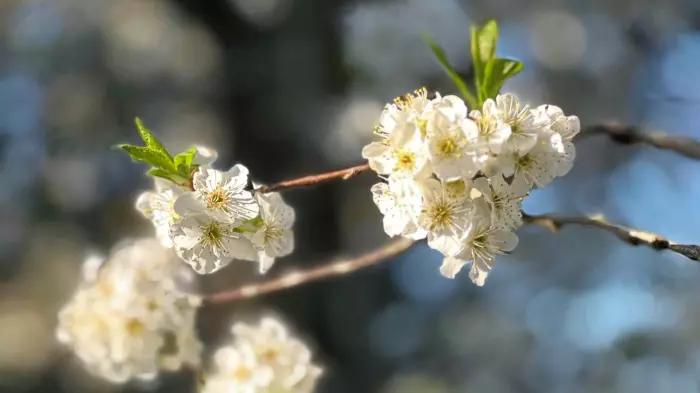 No spring in the kiwi's step