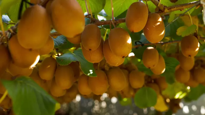 Zespri prepared to put up a fight over lookalike variety