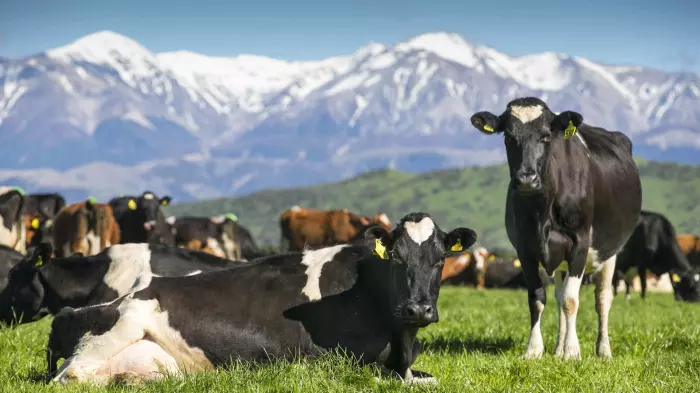 Milk and money flow as season ends on high