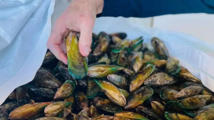 Govt-backed mussel farm seeks further $12m