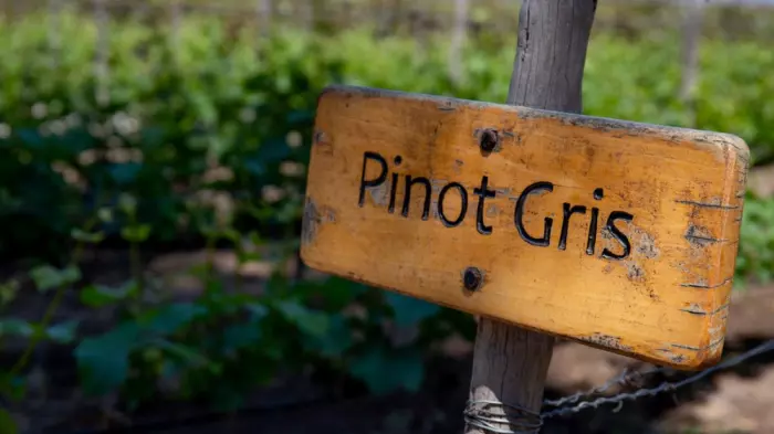 Beat the rush: pinot gris – a style for every taste