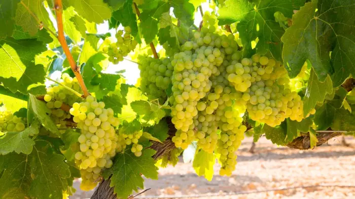 Hawke's Bay shows off its best chardonnays to the world