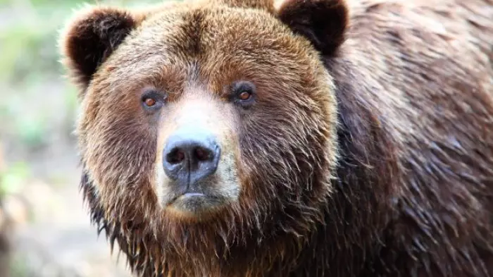 The kiwi dollar is falling prey to the bears