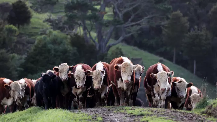 Beef + Lamb NZ wants more time on emissions pricing