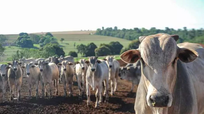 Beefed-up tariffs on Brazil no threat to NZ’s pricing