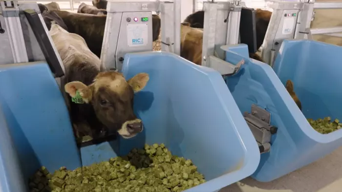 Bulls that burp less: fathering a new dairy herd