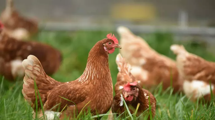 Strain of bird flu detected on Mainland Poultry farm